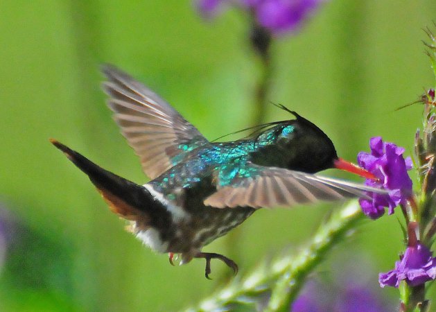 Photo (7): Black-crested Coquette