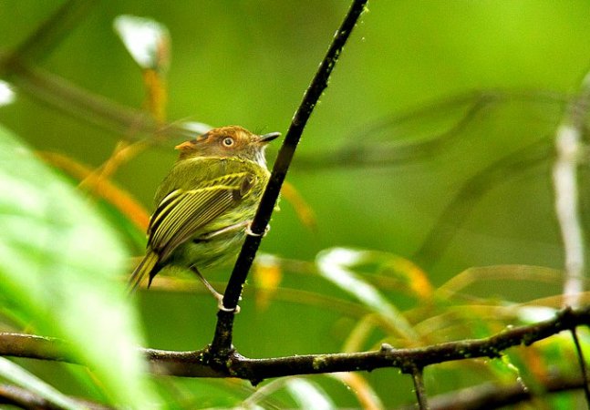 Photo (3): Scale-crested Pygmy-Tyrant