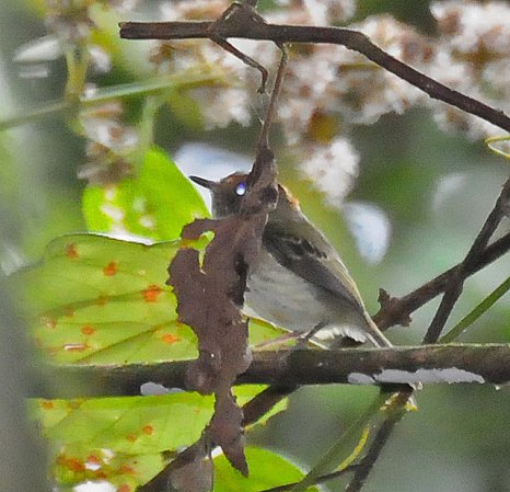 Photo (1): Scale-crested Pygmy-Tyrant