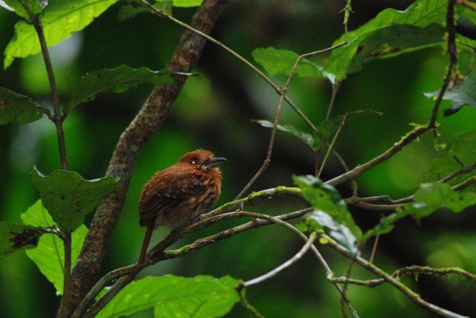 Photo (1): White-whiskered Puffbird
