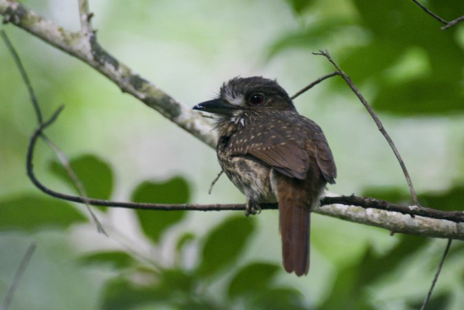 Photo (6): White-whiskered Puffbird