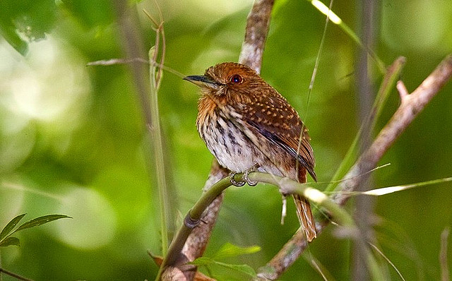 Photo (7): White-whiskered Puffbird