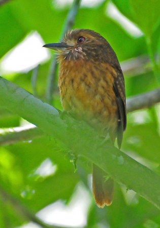 Photo (11): White-whiskered Puffbird
