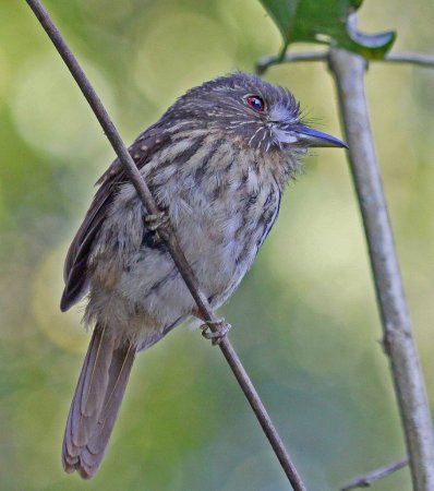 Photo (3): White-whiskered Puffbird