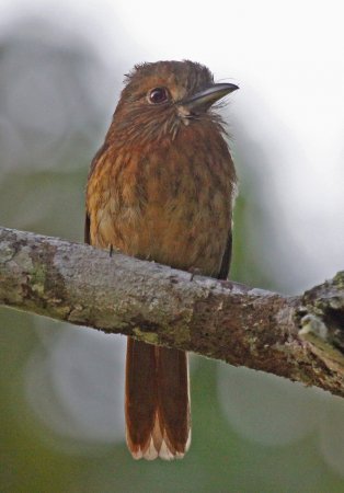 Photo (4): White-whiskered Puffbird