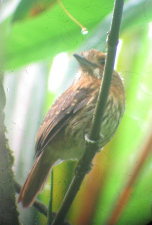 Photo (10): White-whiskered Puffbird