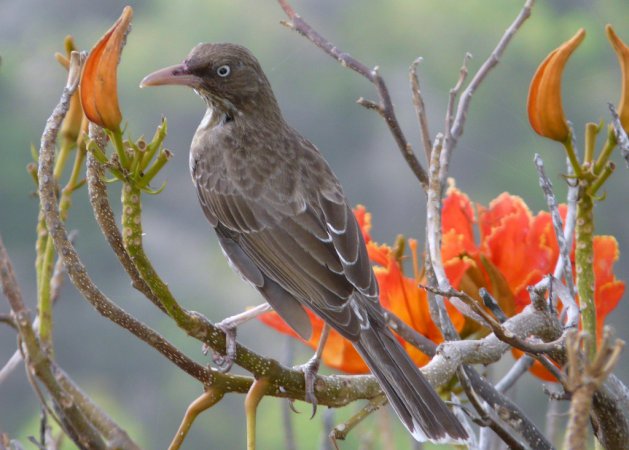 Photo (1): Pearly-eyed Thrasher