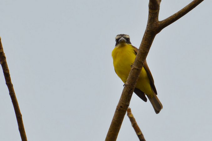 Photo (6): Boat-billed Flycatcher