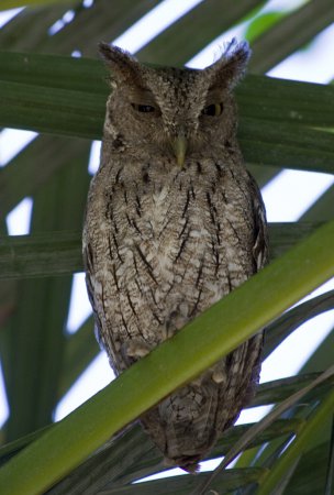 Photo (3): Pacific Screech-Owl