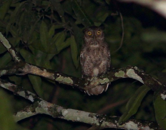Photo (4): Pacific Screech-Owl
