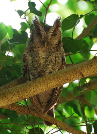 Photo (1): Pacific Screech-Owl