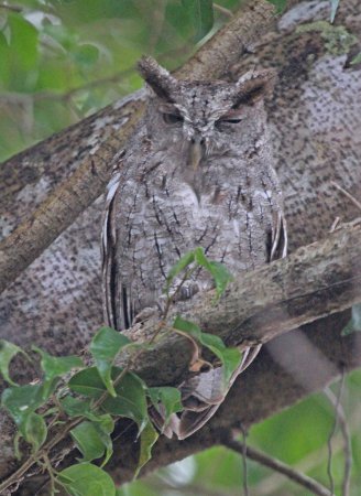 Photo (2): Pacific Screech-Owl