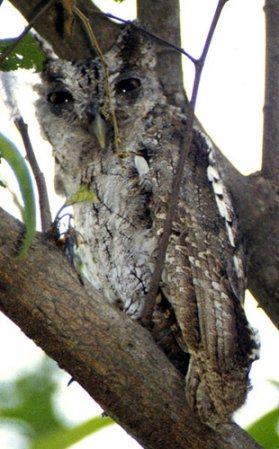 Photo (5): Pacific Screech-Owl