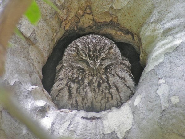 Photo (6): Whiskered Screech-Owl