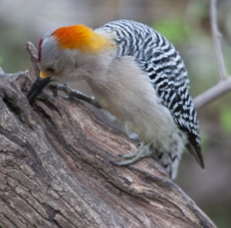 Photo (14): Golden-fronted Woodpecker