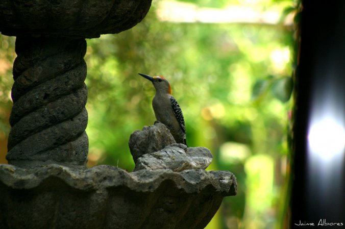 Photo (16): Golden-fronted Woodpecker