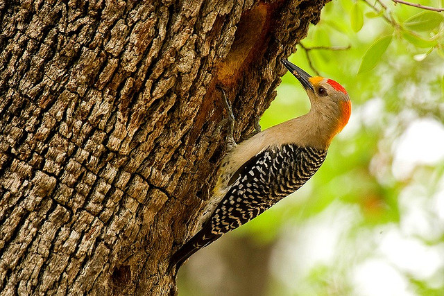 Photo (17): Golden-fronted Woodpecker