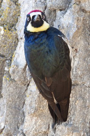 Photo (15): Acorn Woodpecker