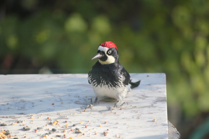 Photo (16): Acorn Woodpecker