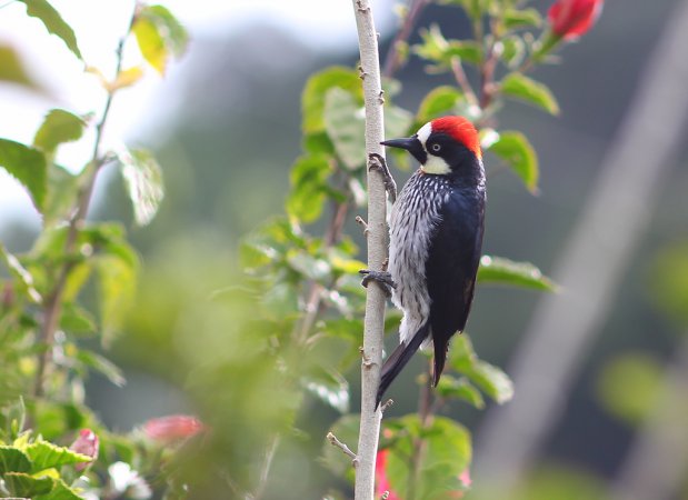 Photo (14): Acorn Woodpecker