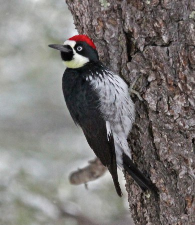 Photo (11): Acorn Woodpecker