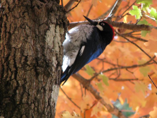 Photo (17): Acorn Woodpecker