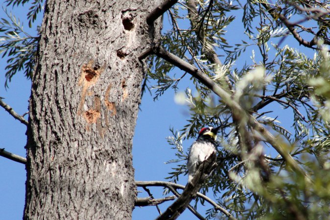 Photo (18): Acorn Woodpecker