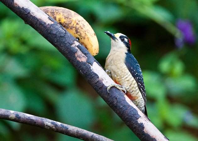 Photo (4): Black-cheeked Woodpecker