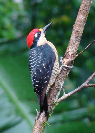 Photo (1): Black-cheeked Woodpecker