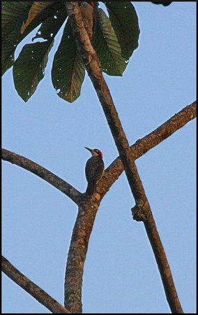Photo (12): Black-cheeked Woodpecker