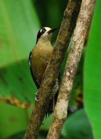 Photo (8): Black-cheeked Woodpecker