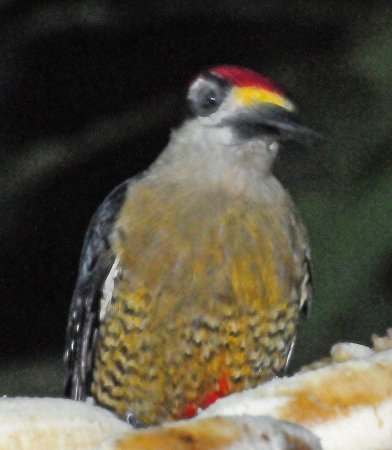 Photo (10): Black-cheeked Woodpecker