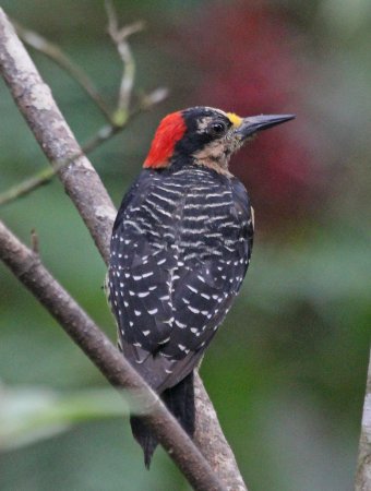 Photo (2): Black-cheeked Woodpecker