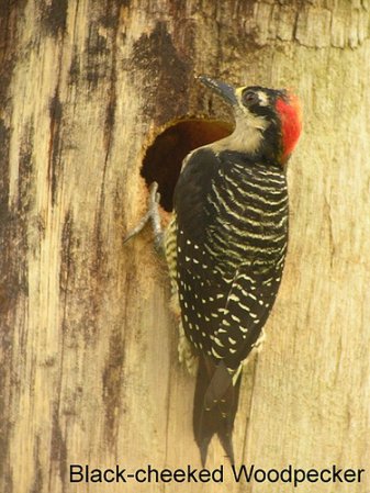 Photo (13): Black-cheeked Woodpecker