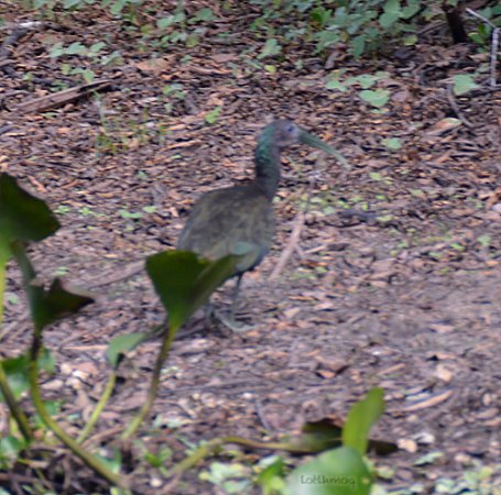 Photo (4): Green Ibis