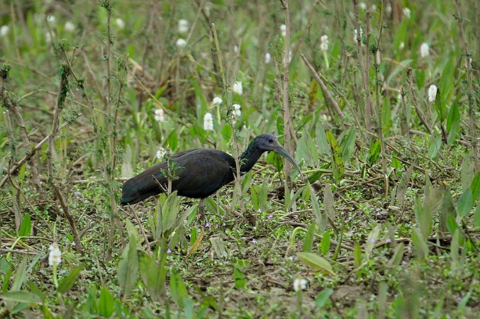 Photo (2): Green Ibis