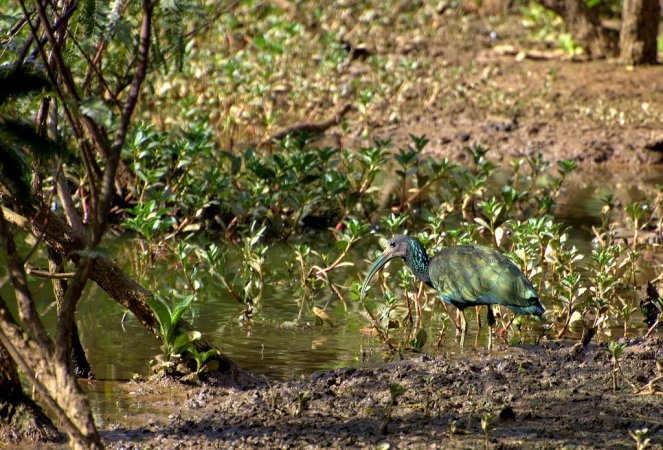Photo (1): Green Ibis