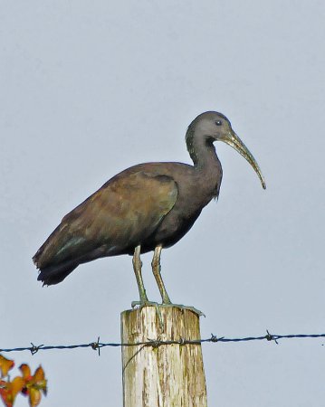Photo (3): Green Ibis