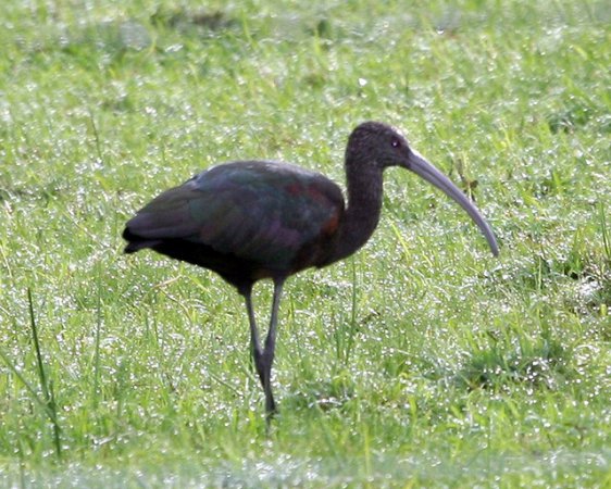 Photo (5): Green Ibis
