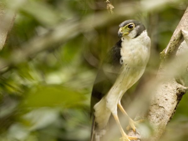Photo (3): Collared Forest-Falcon