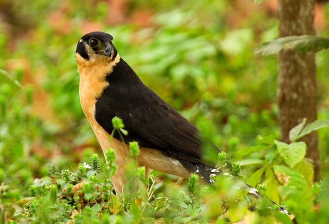 Photo (1): Collared Forest-Falcon