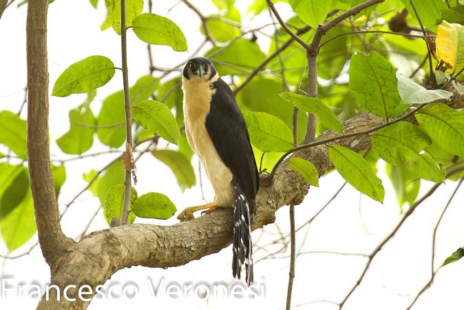 Photo (4): Collared Forest-Falcon