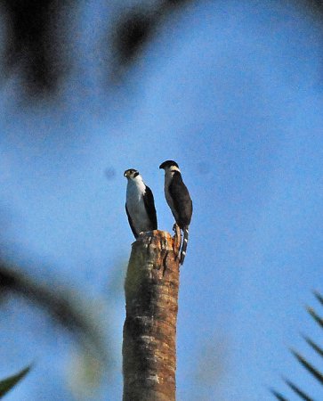 Photo (5): Collared Forest-Falcon