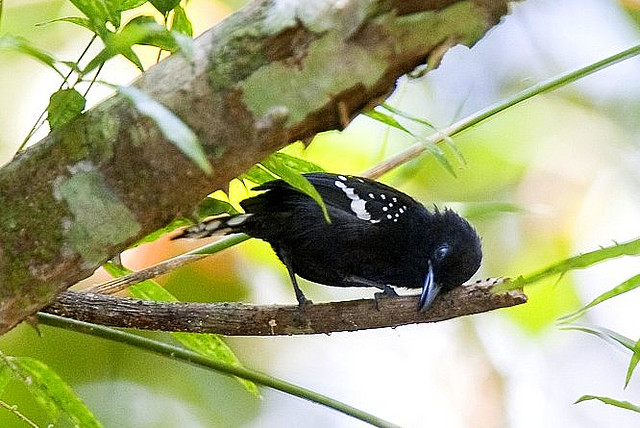 Photo (1): Dot-winged Antwren