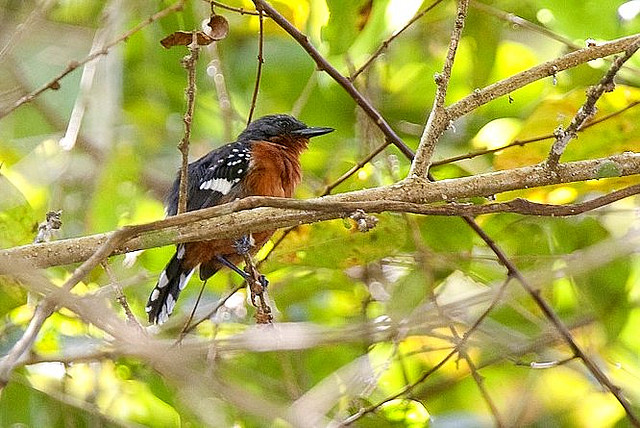 Photo (2): Dot-winged Antwren