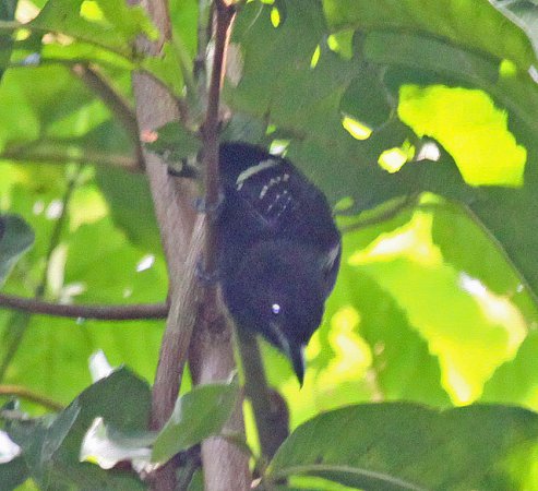Photo (4): Dot-winged Antwren