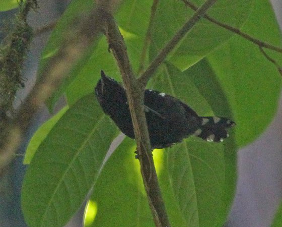 Photo (5): Dot-winged Antwren