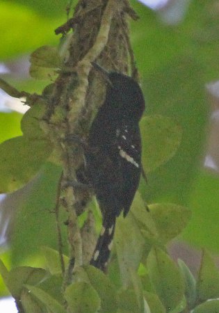 Photo (7): Dot-winged Antwren