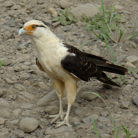Photo (1): Yellow-headed Caracara