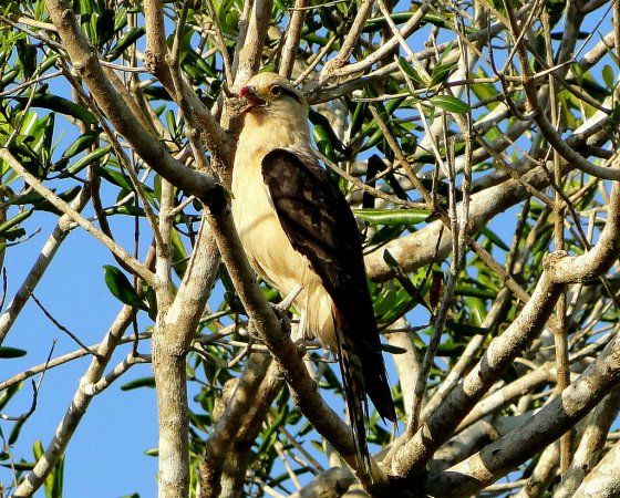 Photo (9): Yellow-headed Caracara